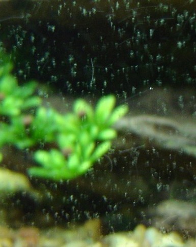 white algae in fish tank