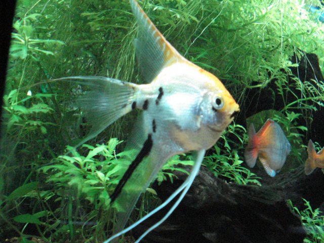 angelfish