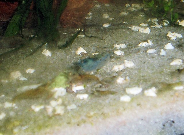 blue pearl shrimp 3.jpg
