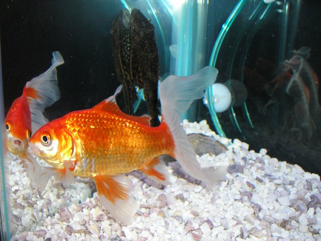 Goldfish pretty 2.JPG