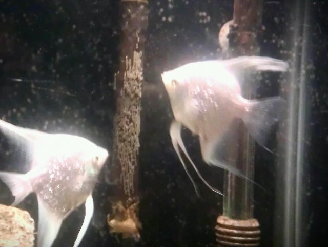 angelfish eggs.jpg