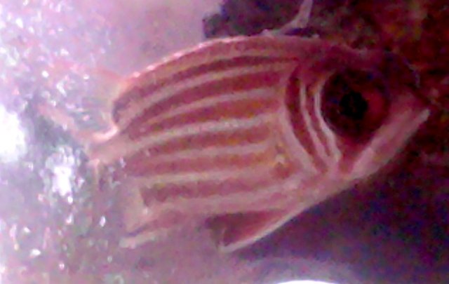 squirrelfish.jpg