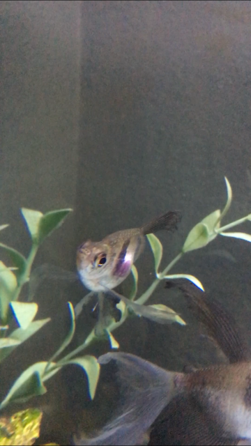 Black skirt tetra pregnant best sale