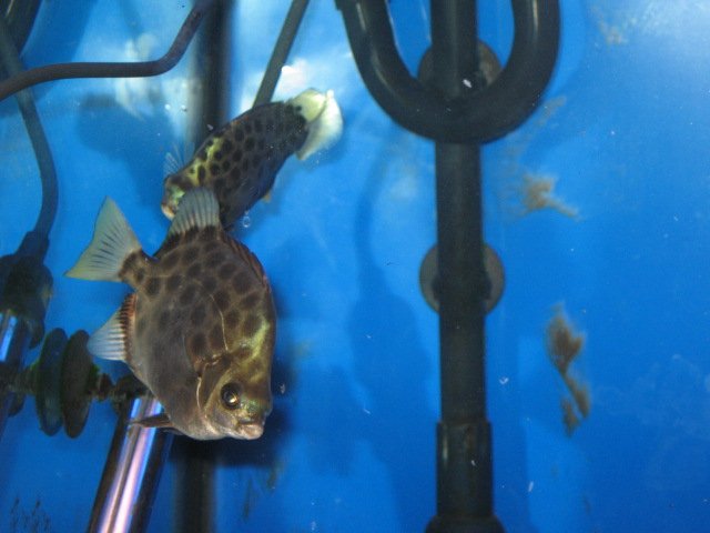 Archer fish tank mates. | AquariaCentral.com