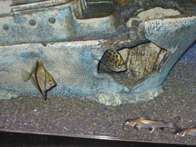 Archer fish tank mates. | AquariaCentral.com
