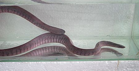 Rubber Eels / Caecilian Worms For Sale | AquariaCentral.com