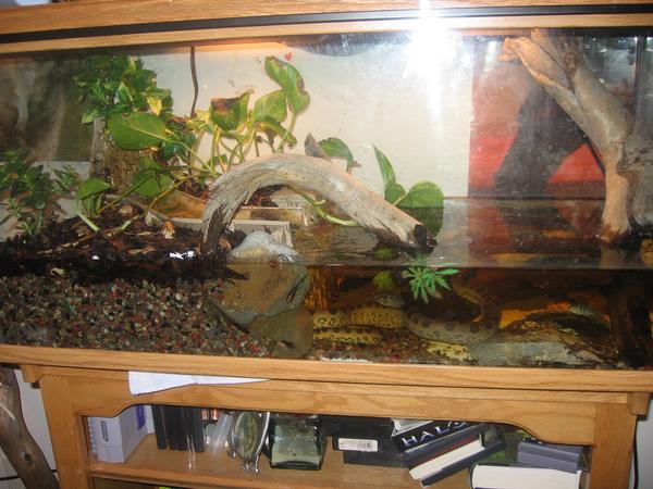 Green Anaconda tank | AquariaCentral.com