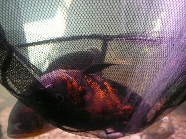 oscar fish laying on bottom of tank