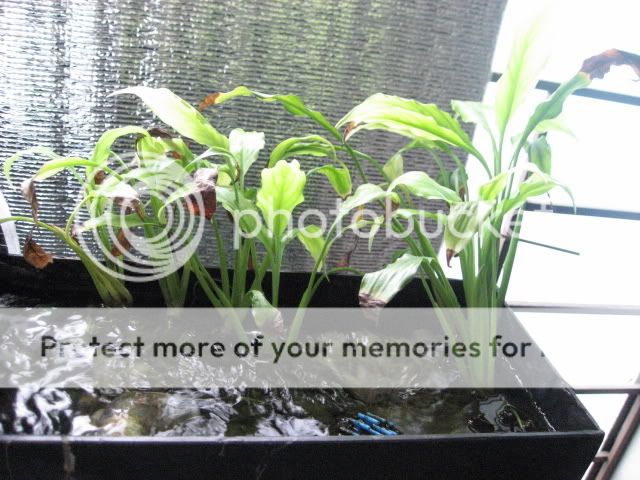 Peace Lilies As Nitrate Remover But Aquariacentral Com