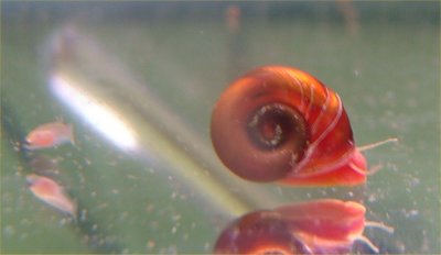 Small Red Snails Every Morning... | AquariaCentral.com